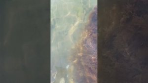 Видео N 112