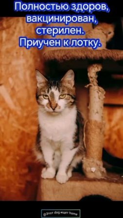Котик в домик