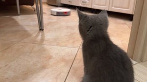 Не могу привыкнуть к этим щупальцам у пылесоса, страшновато немного(