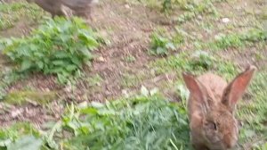 В деревне у бабушки 🐰👵😊1000008448.mp4