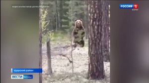В Удорском районе запечатлели на камеру медвежью семью