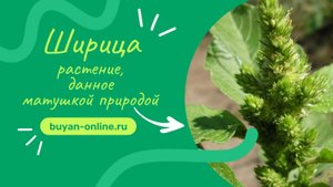 Ширица - растение, данное матушкой природой