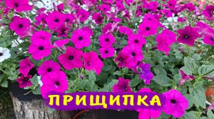 Как правильно прищипывать петунии без потери цветов и увеличить пышность цветения!