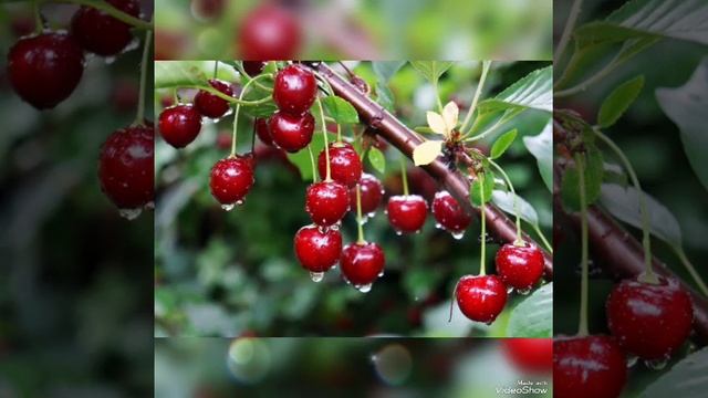 Дарю моим зрителям прекрасную песню и хорошего настро