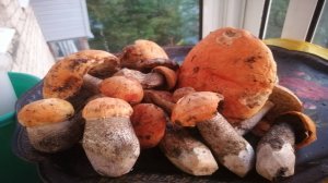 Бурная грибная волна начала лета