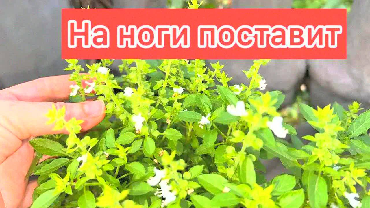 Этот простой лист лечит диабет, давление, депрессию и бессонницу! Секрет здоровья в вашем огороде!