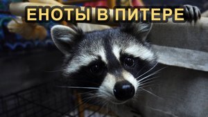 Еноты в Питере