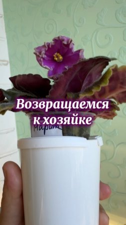 Возвращение восстановленной фиалки