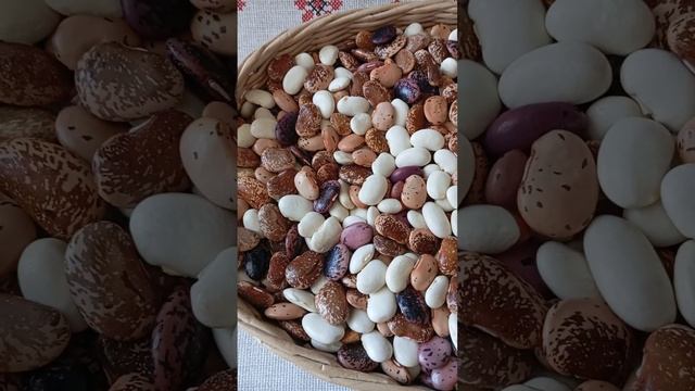 09.09.2024 г. Цветная вьющаяся фасоль! Поделюсь!?