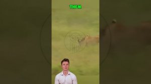 NwH2H-_ONps - ＊＊＂Kings of the Hunt： How Lions Rule the Savannah＂＊＊ #shorts #animals