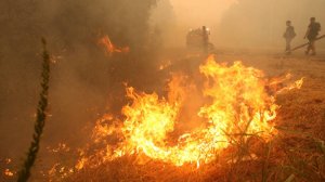 Все сгорело: как обычные шашлыки губят гектары леса