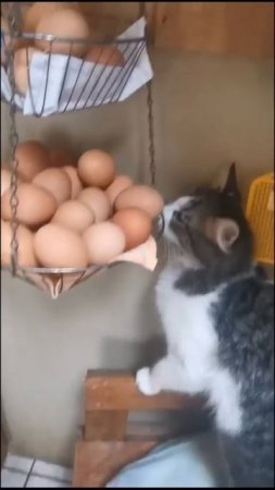Попытка украсть яйцо 😘😉🥰😻