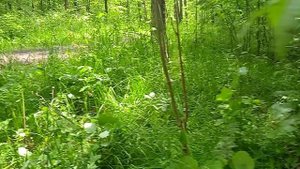 12 минут лесопарка пения птиц