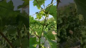 Функция усиков винограда