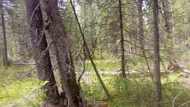 Хребет Каратау. Яман Елга. 2024-05-19 смотреть онлайн