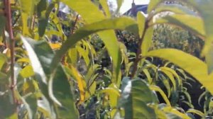 Плодовые почки на персиках.