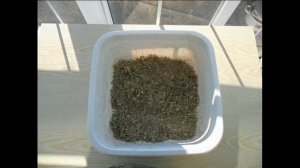 Заготовка своих семян салата