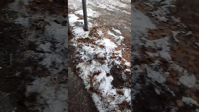 Новогодняя акция, бешь одного, третий в подарок, бесплатно, из документов:усы, лапы, хвост. СНТ.