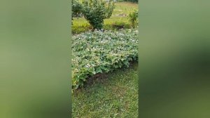 Влог. Всё в одном 2