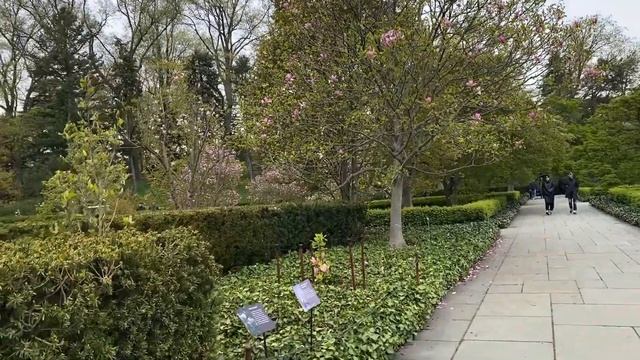 Cherry Blossom Season At The Brooklyn Botanic Garden in New York! Цветение САКУРЫ в смотреть онлайн