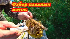 ОТБОР ПЛОДНЫХ МАТОК ИЗ НУКЛЕУСОВ, КАК ПОДСАДИТЬ МАТКУ.