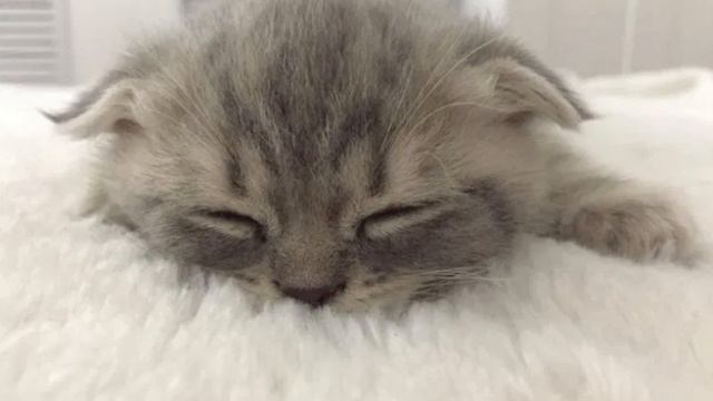 Песня нас не догонят тик-ток speed up смотреть онлайн