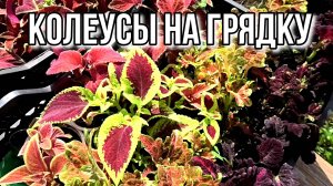Цветут ли  томаты. Колеусы на грядку. Капусту открыла. 3 июня 2025г.