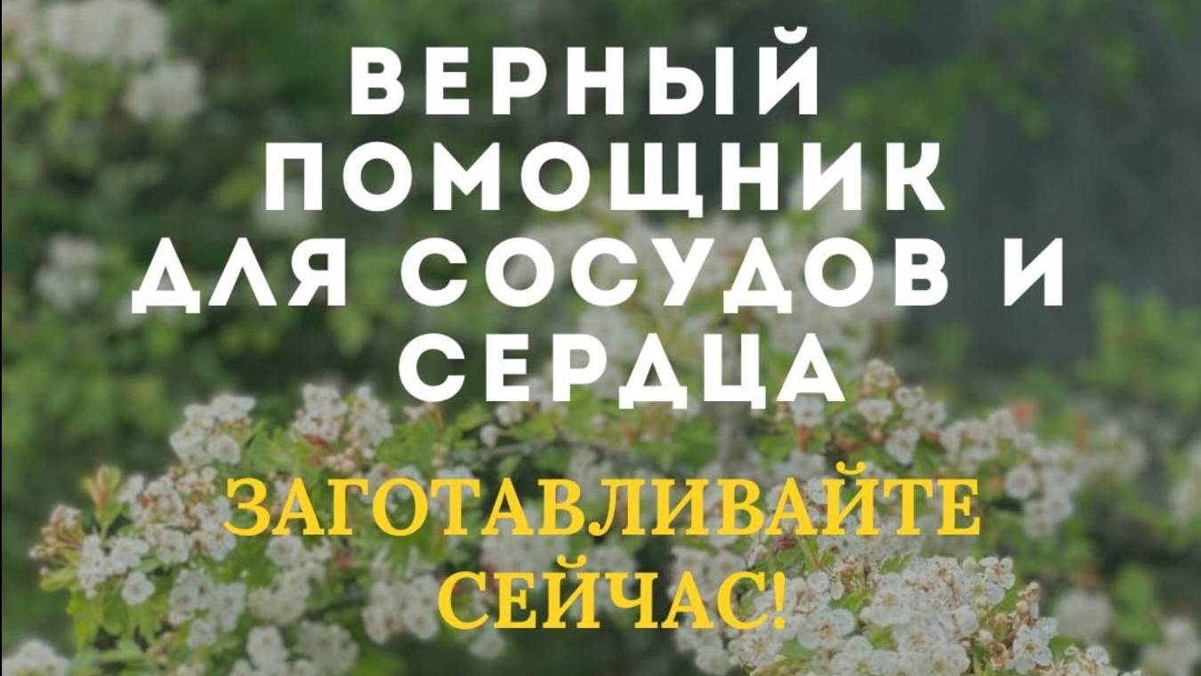 Верный помощник для сосудов и сердца - боярышник