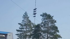 Голуби на проводе сидят в рядок