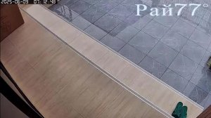 Собачьи игры закончились разбитой дверью в патио