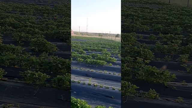 Вечерние работы на клубничном поле