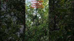 летняя обреза плодовых в Подмосковье 8-967-228-67-26