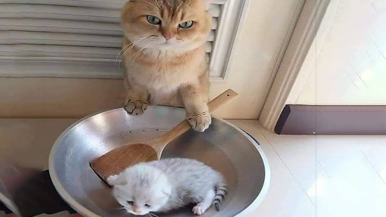 😂ТЫ УПАДЕШЬ СО СТУЛА ОТ СМЕХА! РЖАЧНЫЕ ЖИВОТНЫЕ