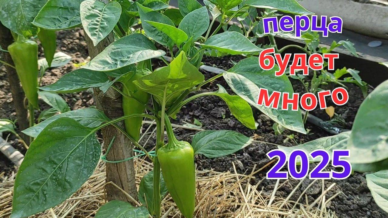 Подкормка перца и баклажан для повышения урожая.