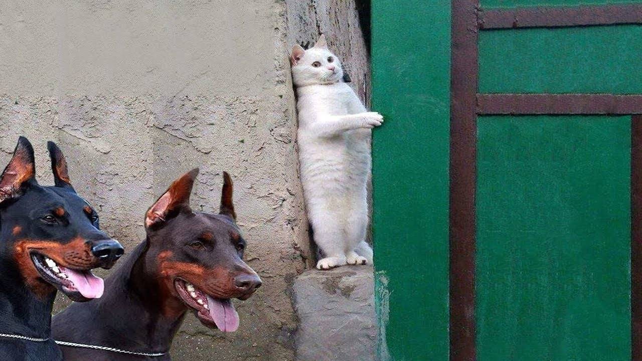 😂ПРИКОЛЫ С ЖИВОТНЫМИ Смешные КОТЫ и СОБАКИ