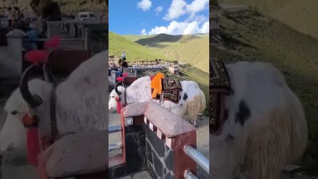 Долина реки Брахмапутра, Тибет. смотреть онлайн