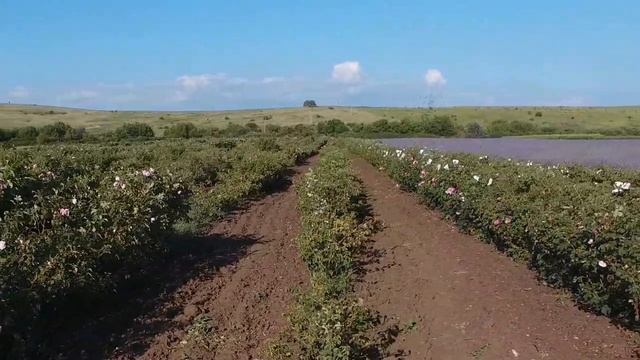 Эфиромасличная роза