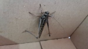 Саранча везде