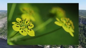 Природное разнообразие Жигулевского заповедника