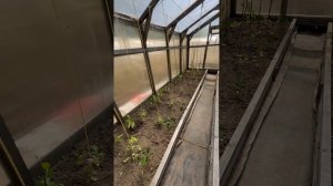 Высадка помидор 🍅 в теплицу и отличные клипсы для их подвязки.