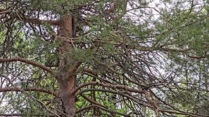 Первая летняя прогулка по парку, который тянется вдоль реки Печора.