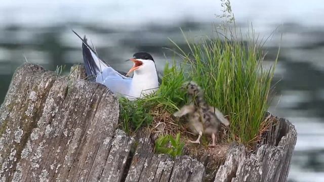 Под мамино крыло ... смотреть онлайн