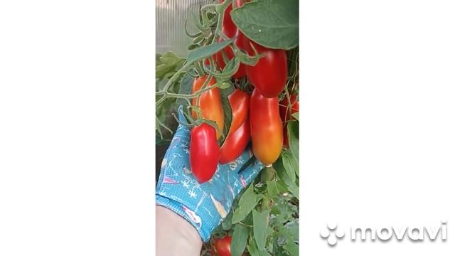 ВНИМАНИЕ!!! НАБОРЫ ОСЕННИХ НАБОРОВ СОРТОВЫХ ТОМАТОВ // ? смотреть онлайн