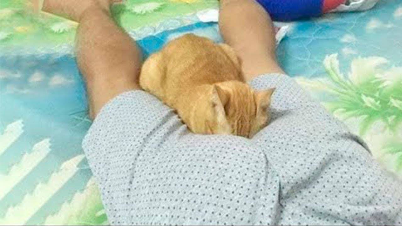 БЕССТЫЖИЕ КОТЫ😂 которые ПЕРЕШЛИ ВСЕ ГРАНИЦЫ