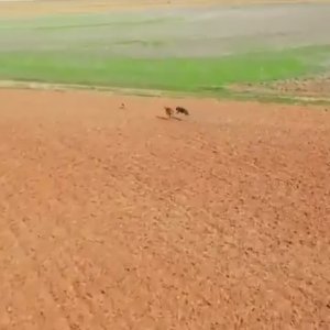 Я так за нашу сборную не болел, как за зайца!😂