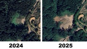Новая вырубка Салтыковского лесопарка 2025