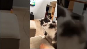 MzQihnVy0P8 - Cat and Dog. Cat attacks owner #shorts #animals #pets #funny #fannydog #fannyvideo