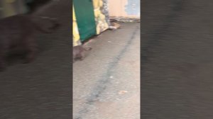 гуляю🐈⬛🌺🌾