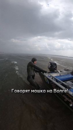 Говорят на Волге мошка! 🪰 #Shorts