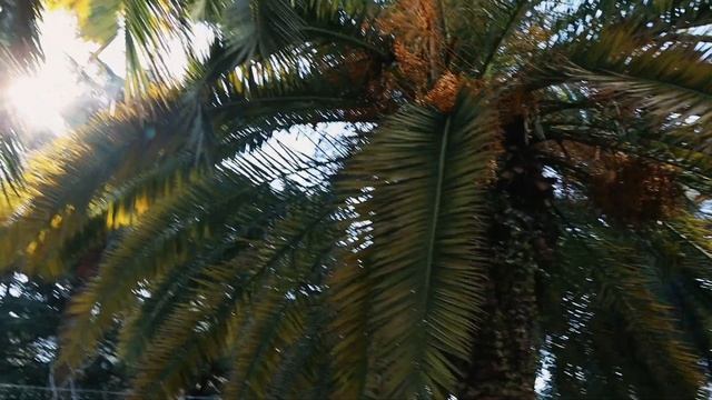 Гуляем по Сочи, Ривьера, Canon RP 24-50mm , лайфстайл блог. смотреть онлайн